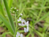Myosotis scorpioides 11, Moerasvergeet-mij-nietje, Saxifraga-Rutger Barendse