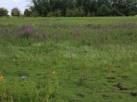 Myosotis scorpioides 16, Moerasvergeet-mij-nietje, Saxifraga-Hans Boll