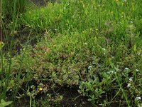 Myosotis scorpioides 4, Moerasvergeet-me-nietje, Saxifraga-Hans Boll