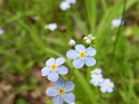 Myosotis scorpioides 7, Moerasvergeet-mij-nietje, Saxifraga-Rutger Barendse