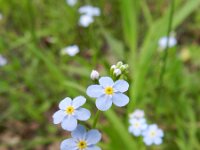 Myosotis scorpioides 9, Moerasvergeet-mij-nietje, Saxifraga-Rutger Barendse