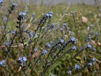 Myosotis stricta 11, Stijf vergeet-mij-nietje, Saxifraga-Ed Stikvoort