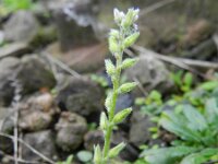 Myosotis stricta 5, Stijf vergeet-mij-nietje, Saxifraga-Rutger Barendse