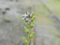 Myosotis stricta 6, Stijf vergeet-mij-nietje, Saxifraga-Rutger Barendse