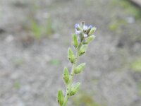 Myosotis stricta 7, Stijf vergeet-mij-nietje, Saxifraga-Rutger Barendse