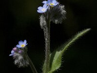 Myosotis sylvatica 10, Bosvergeet-mij-nietje, Saxifraga-Willem van Kruijsbergen
