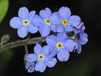 Myosotis sylvatica 01 #47278 : Bosvergeet-mij-nietje, Myosotis sylvatica