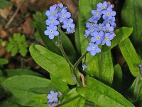 Myosotis sylvatica 01 #47277 : Bosvergeet-mij-nietje, Myosotis sylvatica