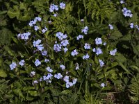 Myosotis sylvatica 14, Bosvergeet-mij-nietje, Saxifraga-Peter Meininger