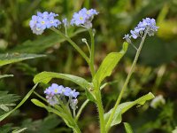 Myosotis sylvatica 01 #47281 : Bosvergeet-mij-nietje, Myosotis sylvatica