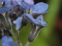 Myosotis sylvatica 18, Bosvergeet-mij-nietje, Saxifraga-Rutger Barendse