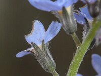 Myosotis sylvatica 19, Bosvergeet-mij-nietje, Saxifraga-Rutger Barendse