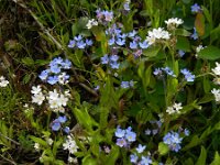 Myosotis sylvatica 20, Bosvergeet-mij-nietje, Saxifraga-Rutger Barendse
