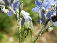 Myosotis sylvatica 21, Bosvergeet-mij-nietje, Saxifraga-Rutger Barendse