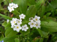 Myosotis sylvatica 24, Bosvergeet-mij-nietje, Saxifraga-Rutger Barendse