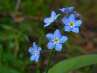 Myosotis sylvatica 27, Bosvergeet-mij-nietje, Saxifraga-Ed Stikvoort