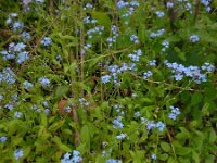 Myosotis sylvatica 28, Bosvergeet-mij-nietje, Saxifraga-Ed Stikvoort