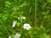 Myosotis sylvatica 29, Bosvergeet-mij-nietje, Saxifraga-Rutger Barendse