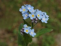 Myosotis sylvatica 3, Bosvergeet mij-nietje, Saxifraga-Jan van der Straaten