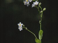 Myosotis sylvatica 4, Bosvergeet mij-nietje, Saxifraga-Marijke Verhagen