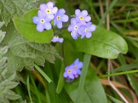 Myosotis sylvatica 5, Bosvergeet-mij-nietje, Saxifraga-Peter Meininger