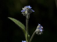 Myosotis sylvatica 7, Bosvergeet-mij-nietje, Saxifraga-Willem van Kruijsbergen