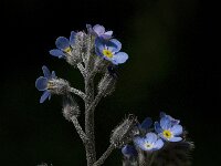 Myosotis sylvatica 8, Bosvergeet-mij-nietje, Saxifraga-Willem van Kruijsbergen