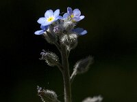 Myosotis sylvatica 9, Bosvergeet-mij-nietje, Saxifraga-Willem van Kruijsbergen