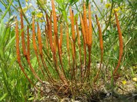 Myosurus minimus 7, Muizenstaart, Saxifraga-Rutger Barendse