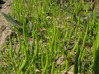 Myosurus minimus 8, Muizenstaart, Saxifraga-Rutger Barendse