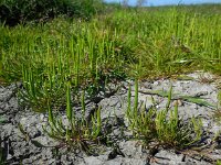 Myosurus minimus 17, Muizenstaart, Saxifraga-Ed Stikvoort