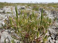 Myosurus minimus 30, Muizenstaart, Saxifraga-Ed Stikvoort