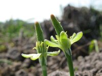 Myosurus minimus 9, Muizenstaart, Saxifraga-Rutger Barendse