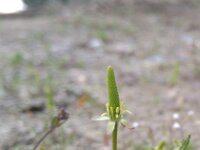 Myosurus minimus 25, Muizenstaart, Saxifraga-Jeroen Willemsen