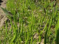 Myosurus minimus 8, Muizenstaart, Saxifraga-Rutger Barendse