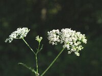 Myrrhis odorata 2, Roomse kervel, Saxifraga-Jan van der Straaten