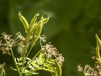 Myrrhis odorata 22, Roomse kervel, Saxifraga-Jan van der Straaten