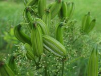 Myrrhis odorata 3, Roomse kervel, Saxifraga-Rutger Barendse