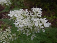 Myrrhis odorata 8, Roomse kervel, Saxifraga-Ed Stikvoort