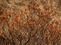Myrica gale 11, Wilde gagel, Saxifraga-Jan van der Straaten