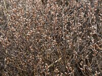 Myrica gale 13, Wilde gagel, Saxifraga-Jan van der Straaten