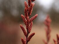 Myrica gale 14, Wilde gagel, Saxifraga-Hans Dekker