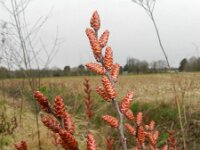 Myrica gale 28, Wilde gagel, Saxifraga-Rutger Barendse