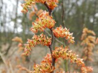 Myrica gale 29, Wilde gagel, Saxifraga-Rutger Barendse