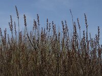 Myrica gale 3, Wilde gagel, Saxifraga-Jan van der Straaten