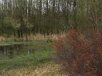 Myrica gale 30, Wilde gagel, Saxifraga-Hans Boll