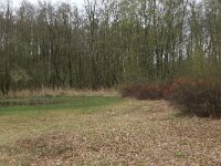 Myrica gale 31, Wilde gagel, Saxifraga-Hans Boll