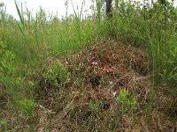 Myrica gale 33, Wilde gagel, Saxifraga-Hans Boll