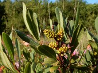 Myrica gale 38, Wilde gagel, Saxifraga-Ed Stikvoort