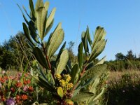 Myrica gale 39, Wilde gagel, Saxifraga-Ed Stikvoort
